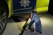 一体どこから…　イギリスの田舎道でペンギンが発見されるｗｗｗｗｗｗ（画像あり）