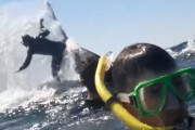 【動画あり】オーストラリア人さん、『クジラと一緒に泳ぐツアー』でクジラにどつかれて宙を舞う・・・