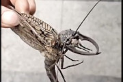 【昆虫】ぎゃあ！庭に現れた糞デカ虫にぞっとする映像が(((ﾟДﾟ)))