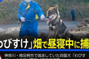 四国犬・侘助(わびすけ)を捕獲　みかん畑で寝ていたのを発見