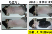 鳥肌が立つ仕組みの研究からマウスを「発毛」させることに成功。　鳥肌と発毛の関係とは？