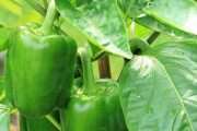 ピーマン「栄養あります。低価格です。日持ちします。調理しやすいです」