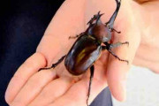 大きなカブトムシ発見、学芸員が驚き 体長８センチ超、野生では珍しく