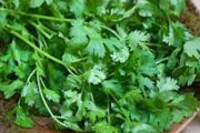 パクチーが嫌いなのは「遺伝子」のせいだった　約15％の人は突然変異でどうしても無理だと判明