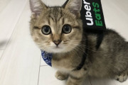 【画像】UberEats、ついに猫を配達員として採用！