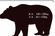 【北海道】禁じ手「ヒグマの穴狩り」再開2年目