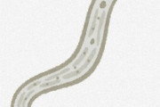 発見が難しい早期の膵臓がんを「線虫」で検出　大阪大ら