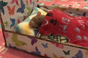 ネズミさんにベッドを手作りした飼い主さん、寝かしつけには成功するかな？