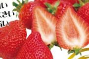 育成者権の期限が切れた高級イチゴ｢博多あまおう(福岡S6号)｣､苗が普通に買えるようになる