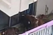 【画像】中国のマンションで牛7頭を飼育　苦情殺到