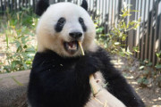 【悲報】パンダ、プライバシーが無い