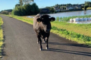 【画像】台風で堤防に牛が出現