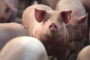 「豚の福祉」に波紋、豚肉販売規制に生産者悲鳴 #米国