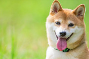 柴犬よりかわいい犬って存在するん？