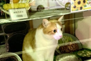 「おきゃくさんこないにゃ。おかしいにゃ」 閉店後の蕎麦屋の猫ｗｗｗｗｗｗｗｗｗ