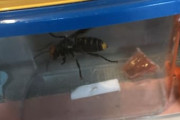 オオスズメバチの女王捕まえた！