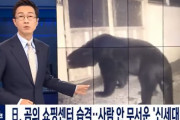 日本で相次ぐクマ被害…人間を恐れない新世代のクマ？新型コロナとも関連があるという分析も＝韓国の反応