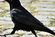 カラスってマジで可愛いのに誤解されてない？