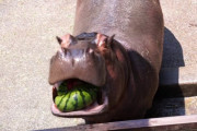 海外「日本ではスイカが高価なのを知っているだけに…」日本の動物園でカバがスイカを食べる動画が話題に（海外の反応）