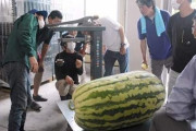 ありえんくらい巨大なスイカが生産されてしまう　熊本
