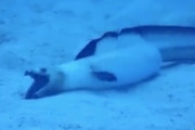 【動画】海底からゴカイを引きずり出すウミヘビの必殺技が強力すぎる(ﾟoﾟ)