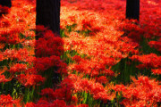 【ザワザワする】彼岸花って不気味すぎない？