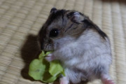 うちの可愛いハムスターを見てくれ（※画像あり）