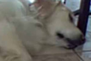 うちのイヌがお昼寝していた。ちょっと伸びる → こうなっちゃう…