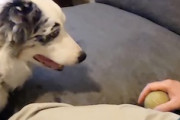 【イヌ】世界一忍耐強いかもしれない犬。寝ている飼い主がボールを投げるのを待ち続ける。