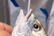 【画像】中国さん、お魚さんまでPCR検査してしまう
