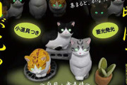 暗闇で猫の目が光る！「ハチワレ猫たちの集会。」がフィギュアになってガチャに登場！