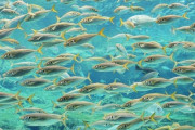 【生物】魚は“アホ”ではない！？　鏡に映る姿を自分と認知か…　「魚には自己意識があると判明」大阪市大の研究グループ
