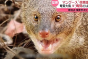 奄美大島のマングース、根絶宣言！