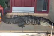【衝撃】 民家の玄関前に足の欠けた巨大ワニ、住人も仰天！！　米フロリダ州