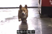 【画像】かわいいペット動画にテロップいれるな