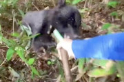 【岩手】流血注意。山で子連れのツキノワグマに襲われて格闘した男性の映像が怖すぎる(((ﾟДﾟ)))