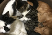 ウチの猫と犬が一緒に寝てる
