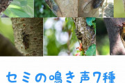 【画像】新種のセミ見つけたｗｗｗｗｗｗｗｗｗｗｗｗｗｗｗｗｗｗｗｗｗｗ