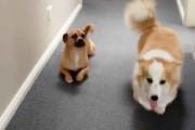 【GIF】イッヌさん、コーギーの歩き方を真似して煽ってしまう