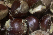 【画像】ゆがいた栗が美味すぎる・・・