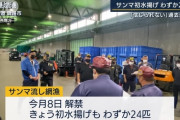【不漁】サンマ２４匹しか取れず高級魚へ・・・１匹１万円ｗｗｗｗｗｗｗｗｗ