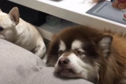 フレンチブルドッグとアラスカンマラミュートの友情が生まれるまでの記録にほっこり！