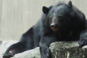 動物園にクマ侵入か…臨時休園に