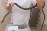 【朗報】飼ってる蛇がいつのまにか大きくなってた！！