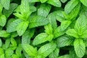 ペパーミントはハゲに効くことが判明