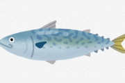 水産庁、「サバ類」の漁獲枠7～8割減を検討　親魚の資源量が大きく減っていることが要因