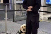 【かわいい？】まったく役に立ちそうにない警察犬が見つかる
