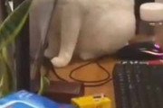 【ネコ】 ＰＣモニターの横から何かがこちらを見ていた。じ～… → それはサイクロプス猫でした…