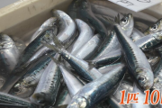 イワシ、１尾10円の時代に突入