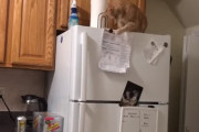 ここにつけたらあか～ん！冷蔵庫にマグネットで張り付けている紙のシートをことごとく落としていく猫